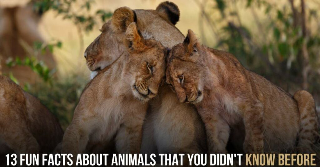 13 Fun Facts About Animals That You Didn't Know Before