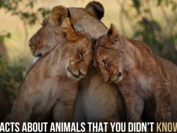 13 Fun Facts About Animals That You Didn't Know Before