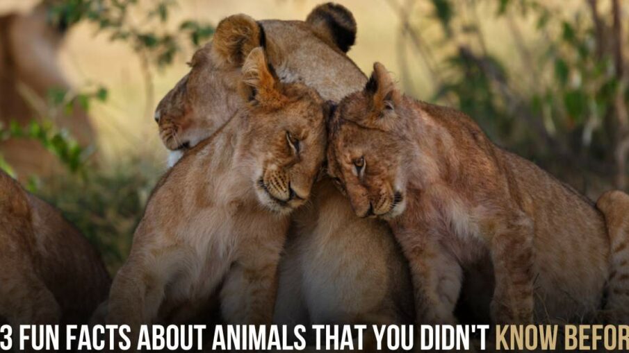 13 Fun Facts About Animals That You Didn't Know Before