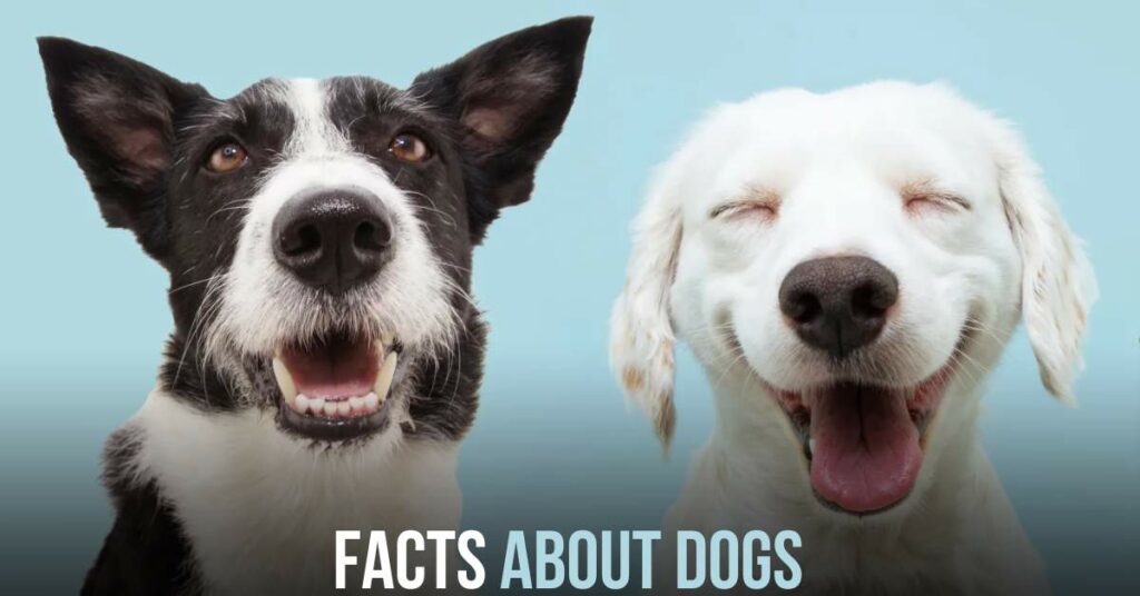 Facts About Dogs