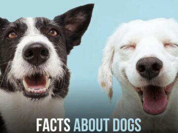 Facts About Dogs