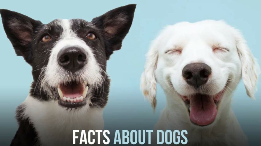 Facts About Dogs