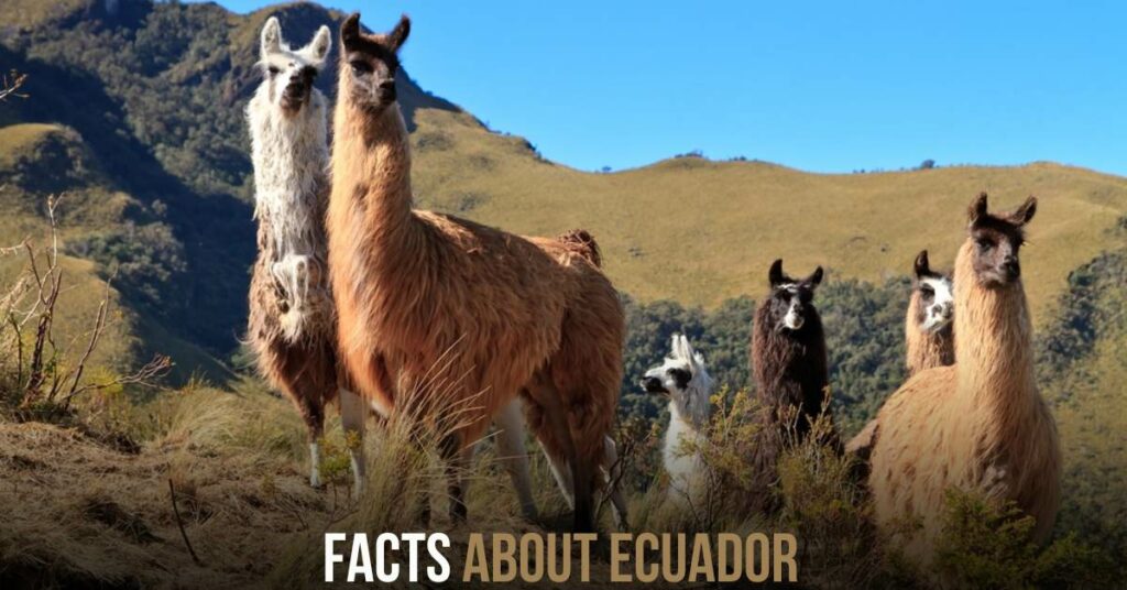 Facts About Ecuador