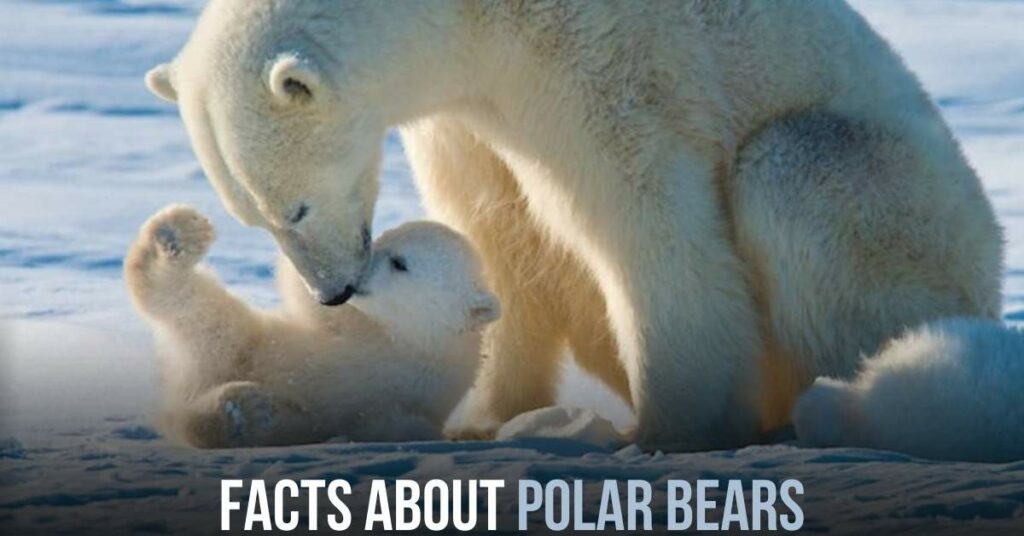 Facts About Polar Bears