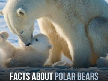 Facts About Polar Bears