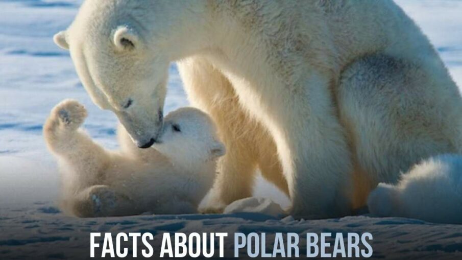 Facts About Polar Bears