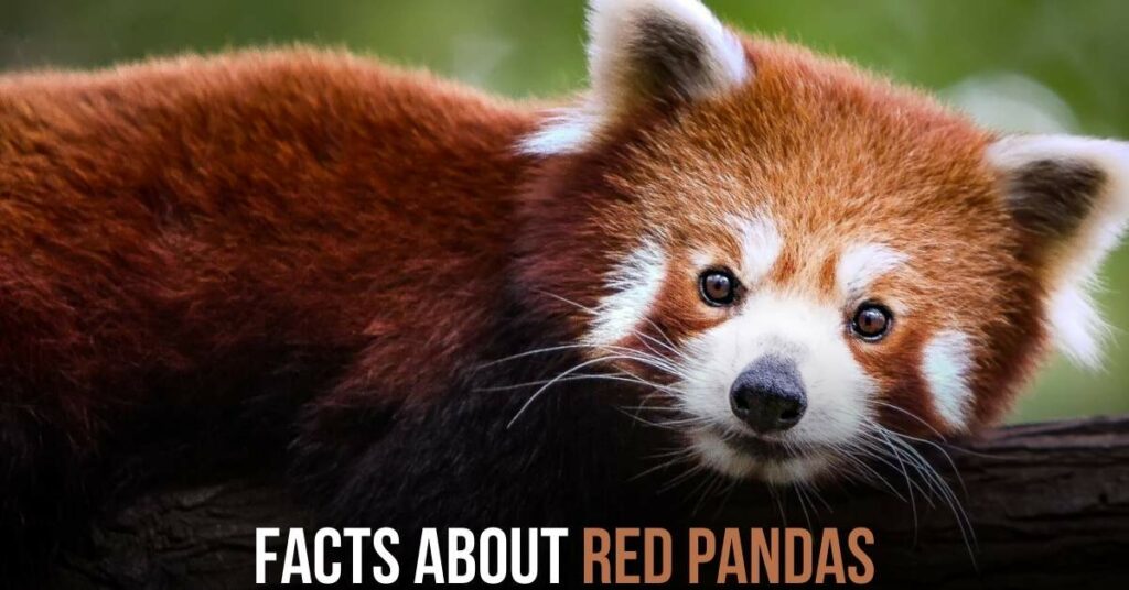 Facts About Red Pandas