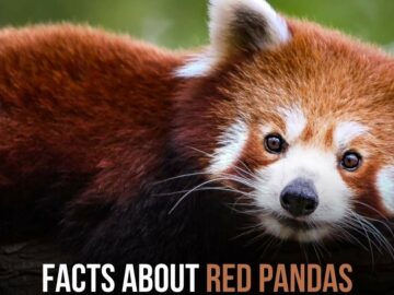 Facts About Red Pandas