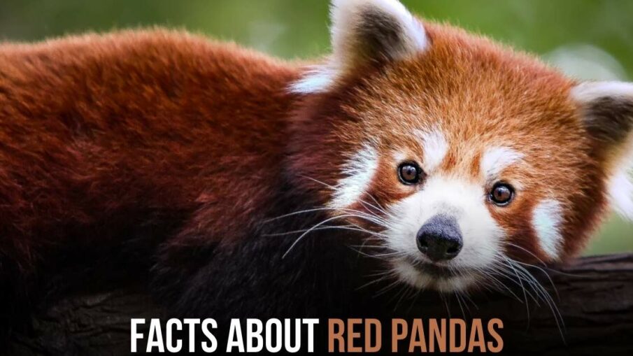 Facts About Red Pandas