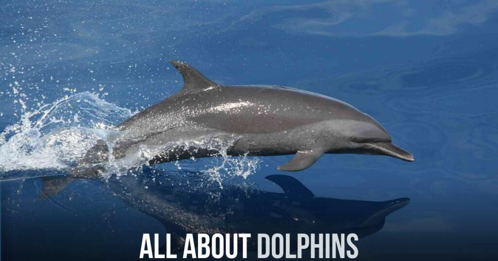 All About Dolphins