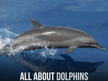 All About Dolphins