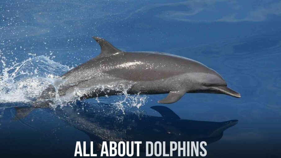 All About Dolphins