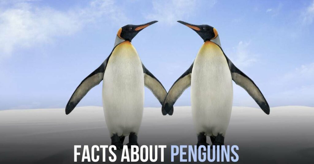 facts about penguins