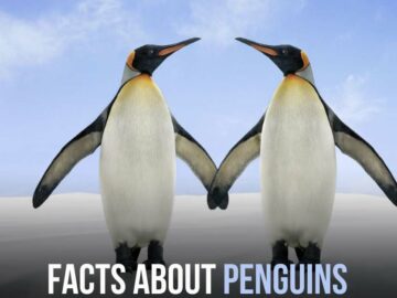 facts about penguins