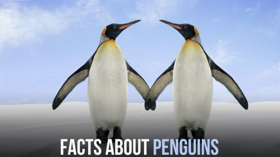 facts about penguins