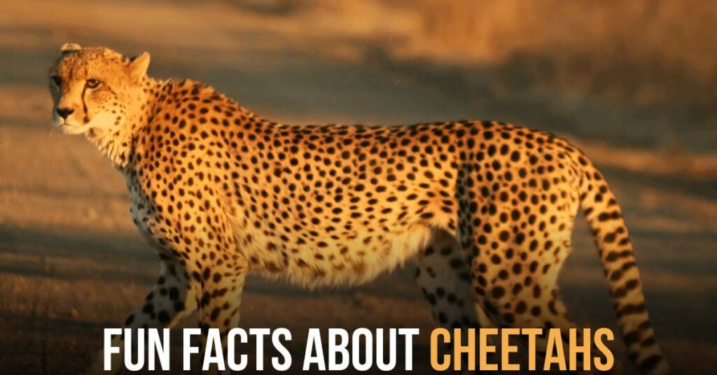 fun facts about cheetahs