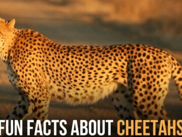 fun facts about cheetahs