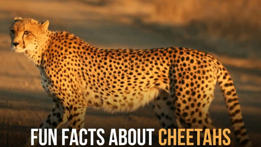 fun facts about cheetahs