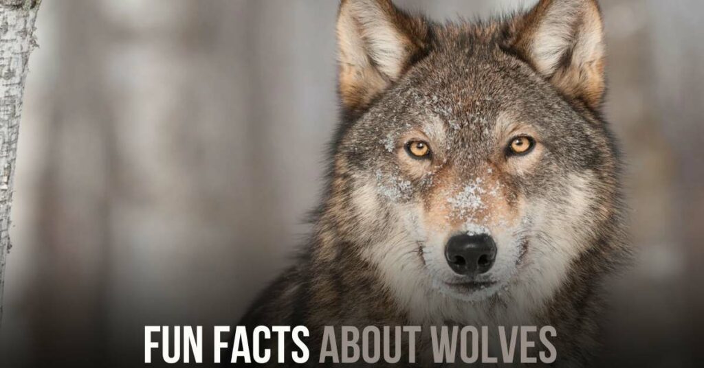 Fascinating Insights Into the World of Wolves