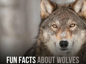 Fascinating Insights Into the World of Wolves