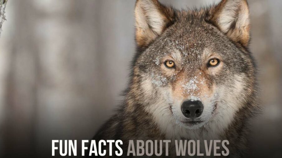 Fascinating Insights Into the World of Wolves