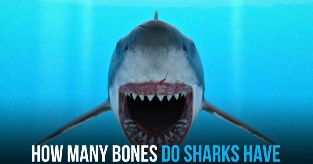 How Many Bones Do Sharks Have