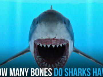 How Many Bones Do Sharks Have