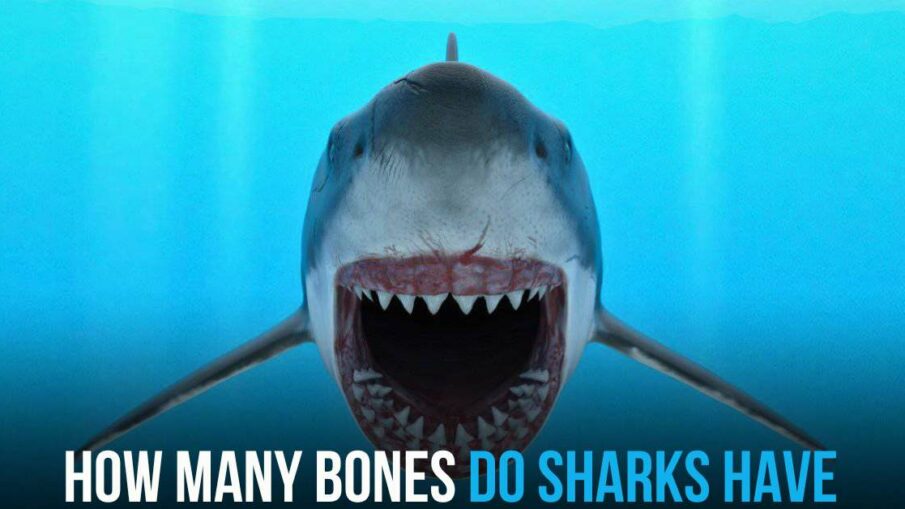 How Many Bones Do Sharks Have