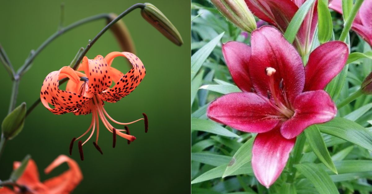 10 Amazing Facts That Distinguish Lilies from Other Flowers