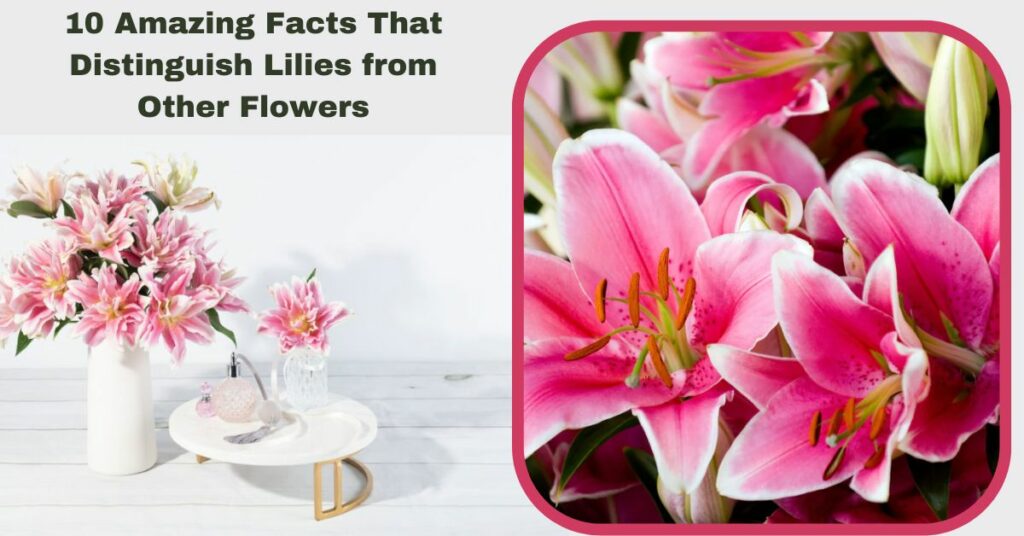 10 Amazing Facts That Distinguish Lilies from Other Flowers