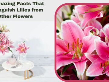 10 Amazing Facts That Distinguish Lilies from Other Flowers