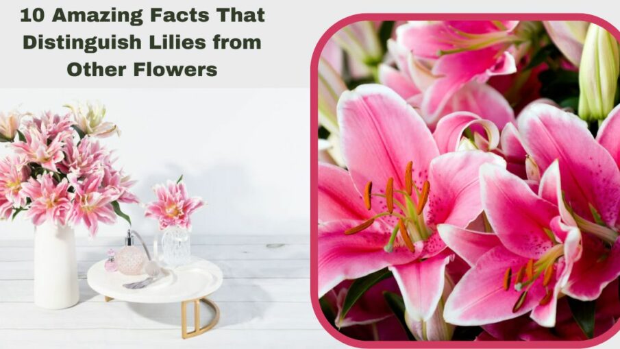 10 Amazing Facts That Distinguish Lilies from Other Flowers