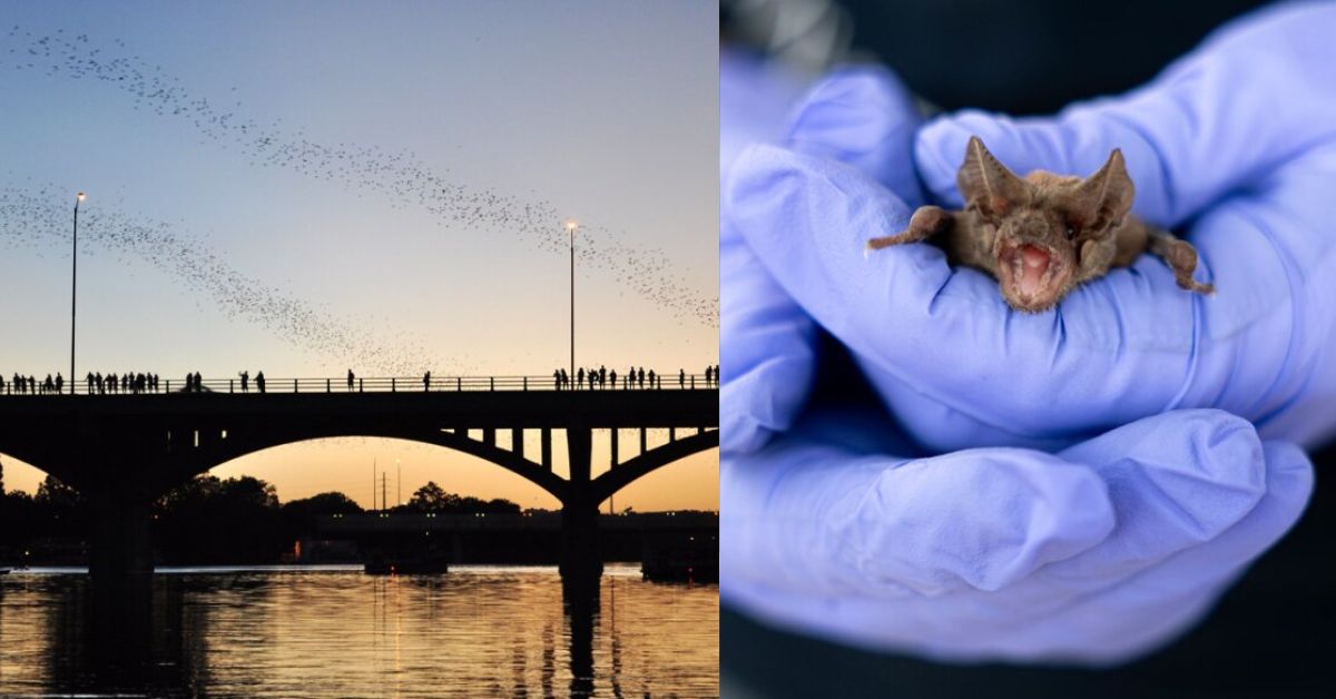 6 Austin Bat Facts