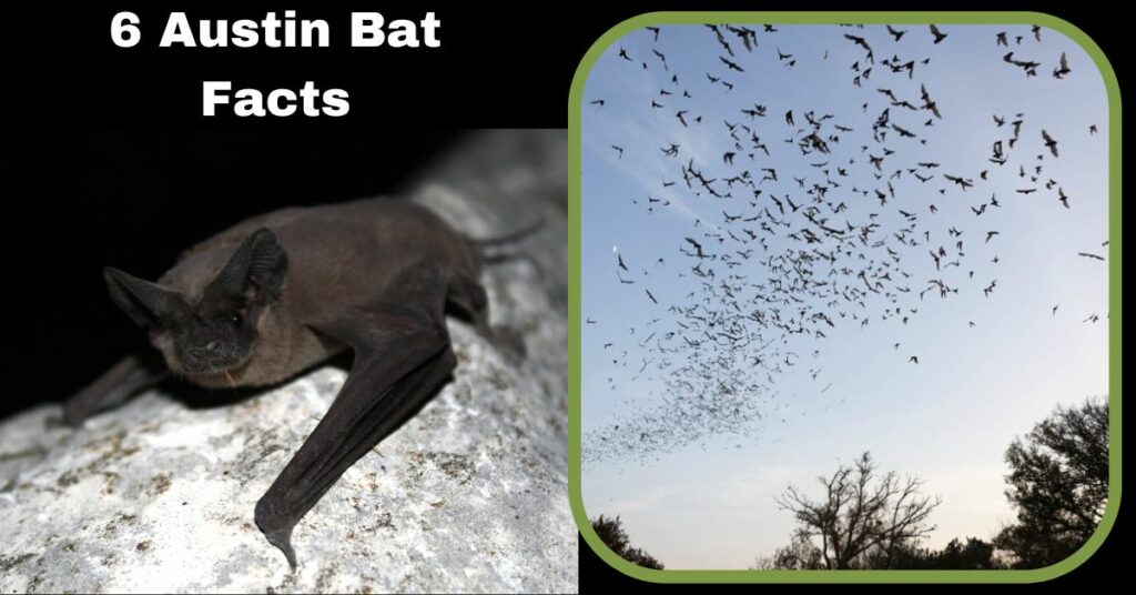 6 Austin Bat Facts