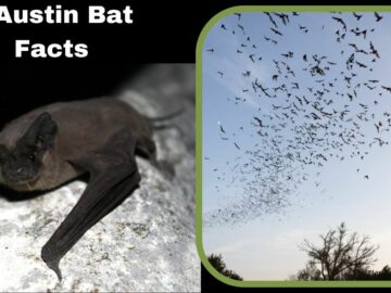 6 Austin Bat Facts