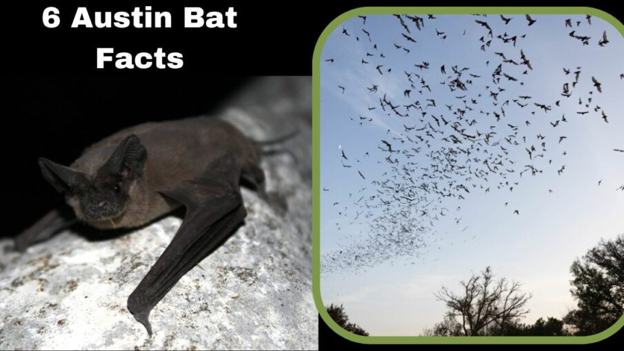 6 Austin Bat Facts